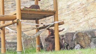 アピちゃんは色々なところからダイブ・オランウータン