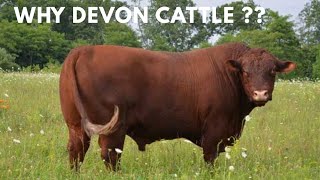 Raising Grass-Fed Beef? Here’s Why Devon Cattle Stand Out