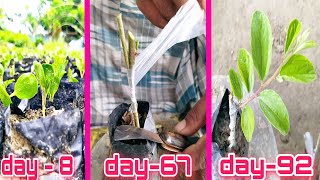 How To Grow Apple Ber Plant||Apple Ber Ki Kheti||Apple Ber Grafting||Apple Ber Nursery In Kolkata