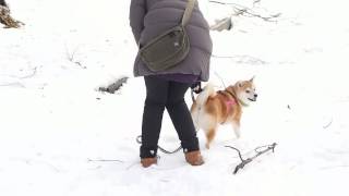 雪の中をお尻プリプリで歩く柴犬マコ2