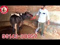 ਮੁੱਲ 17 ਹਜ਼ਾਰ 1 ਤੋਕੜ ਮੱਝ 1 ਗੱਬਣ ਵਹਿੜ 1 ਤੋਕੜ ਵਹਿੜ 2 cow 1 buffalo for sale 28 11 2024