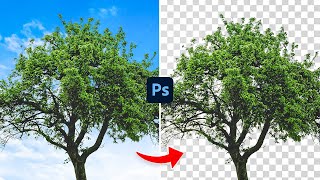 Select Any Tree in Photoshop FAST!