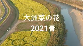 空撮：大洲菜の花2021春