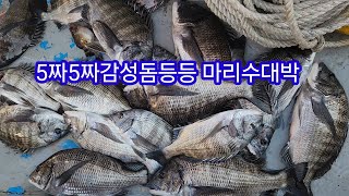 5짜5짜감성돔등등 마리수굿입니다