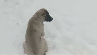 Huskita puppies romping in the snow