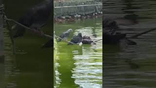 Pigeons imitating ducks at Shinobazu Pond, Tokyo #Pigeons #Japan