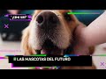 ¿Cómo serán las mascotas del futuro? - Cómo será