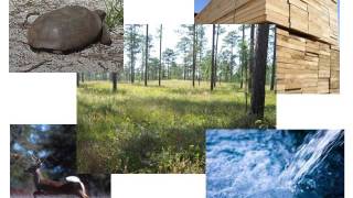 CHNEP Talk: Conservation on Private Lands in Florida