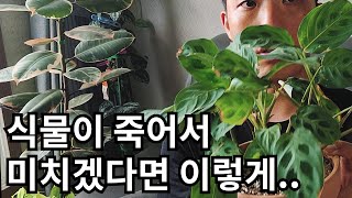 식물이 죽어서 미치겠다면 이렇게 해보세요