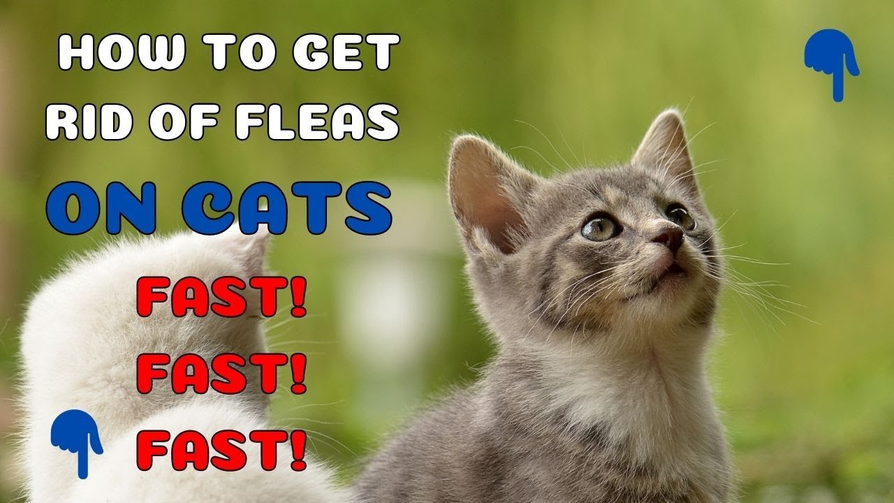 How To Get Rid Of Fleas On Cats Fast / How To Get Rid Of Cat Fleas ...