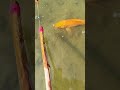 wow really amazing fishing technique fishing fish ytshorts amazing viralvideo