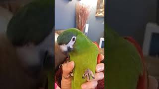 Tickling a Hahns macaw