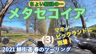 【モトブログ#347】（楽ツー倶楽部）2021鯖街道春のツーリング（3）マキノピックランドに到着。ギリギリセーフの新緑メタセコイア