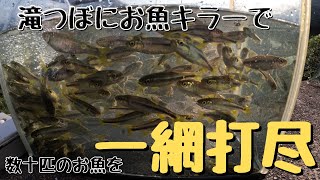 滝つぼにお魚キラー投入で過去１番の爆大漁！お魚を一網打尽にしてみた