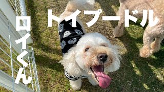 トイプードル　ロイくん【Toy poodle】