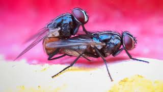 Mating Behaviour of Houseflies