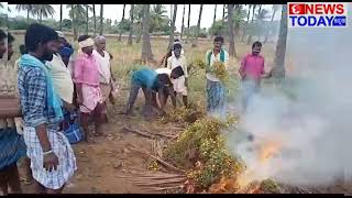 ಹುಣಸೆಕಟ್ಟೆ ಗ್ರಾಮದಲ್ಲಿ ಸೇವಂತೆ ಹೂವಿನ ಗಿಡಕ್ಕೆ ನುಸಿ ಹುಳುಗಳ ಕಾಟದಿಂದಾಗಿ ರೈತರು ಹೈರಾಣು