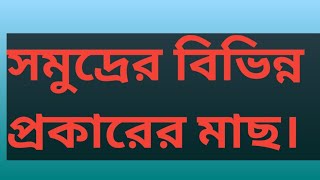 সমুদ্রের বিভিন্ন প্রকারের মাছ।। কক্সবাজার ফিশারী ঘাট