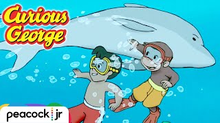 Swimming with a Dolphin | CURIOUS GEORGE