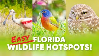 3 Must-Visit Florida Wildlife Photography Locations (Easy Access for All Skill Levels)