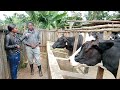 producing 60 litres from 3 cows he started with 1 aryshire asha dairy farming in kenya.