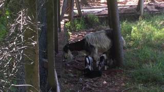 Asuncion, Paraguay Zoo