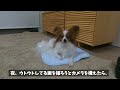 なんなら毎日でもいいよ。ドッグランが大好きすぎて帰りたくないうちのワンコ。 papillon パピヨン