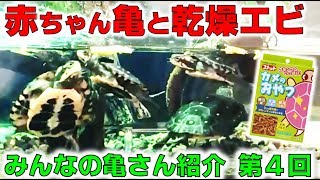 赤ちゃん亀と乾燥エビ「みんなの亀さん紹介第4回」【2018#089】