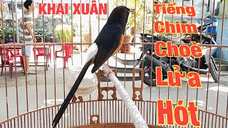 Khai xuân choè lửa hót