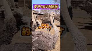 ダチョウの雑学 ~ostrich trivia~ flightless birds