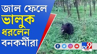 জাল দিয়ে ভালুক ধরলেন বনকর্মীরা, দেখুন রোমহর্ষক ভিডিয়ো | Dooars News | tea Estate | Bear Video Live