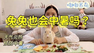 兔子也会中暑吗｜兔子中暑症状与治疗｜如何预防兔子中暑｜虽然早已立秋，但是高温久居不下，是想把我们家的兔子全都热成烤全兔吗