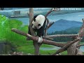 圓仔躺超平玩罐罐，模樣好可愛 熊貓貓熊the giant panda yuan yuan and yuan bao 台北市立動物園