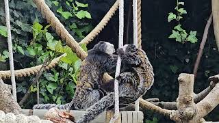 Common Marmoset  monkey