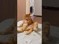 Приветик ❤ cat котка котэ юмор котки love котик котики cute