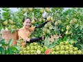 Harvest GUAVA GARDEN goes to the market sell - Cooking with Emma | Emma Daily Life