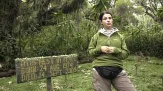 Hope - Gorilla Documentary