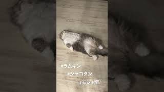 ラムキン。シャコタンモジャ猫。寝方の癖