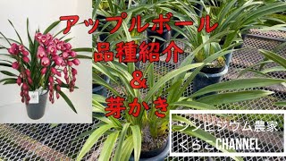 【シンビジウム】アップルボール品種紹介と芽かきなど