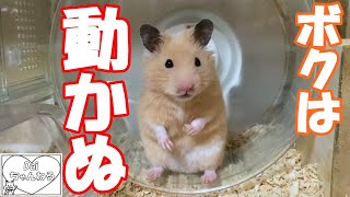 固まっちゃう(フリーズする)ハムスター!  　後半、なぜそのかっこ・・?ww　　おもしろ動画　キンクマ  癒し