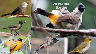 All Bulbul Species / all types of bulbul / bulbul types