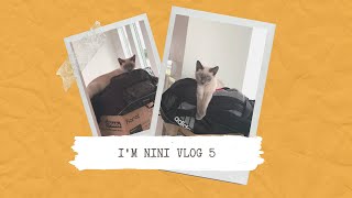 【I'M 暹罗猫NINI VLOG 5】Blue point siameses cat Nini打完疫苗的反应/ OMG 😱Nini 原来会腹语（会腹语的逗比暹罗）