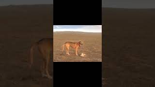 монгол тайга нохой /mongolian hunting dog/