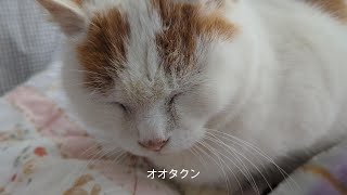 【御誕生寺】 毛布の上のオオタクン 230205