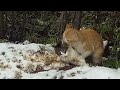 A dead female cat and another male fellow trying to mate with her.  2. Video