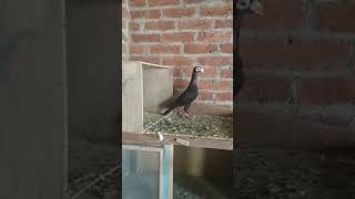 Bagdadi Pair🕊️🔥🕊️#pigeon#puneetsuperstar#like#follow#viralvideo#trending#status#love#viral#racing#ku