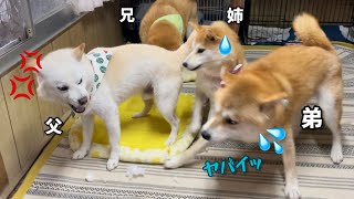 優しい白柴Qパパ太郎に一喝されて姉柴犬のせいにする陽気な弟柴犬が可愛いw