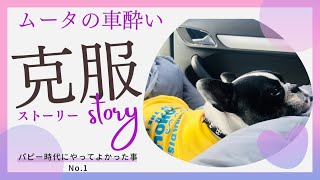 『犬の車酔い』フレンチブルドッグ重度の車酔い克服したよ！今や車大好き犬　#フレブル  #フレンチブルドッグ 　#frenchbulldog