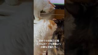 【初めての】自動ゴミ箱を買ってみた。想像以上に動じなかった、冷静な子猫たち(о´∀`о)CAT GRACE舎の日常。#cat #shorts