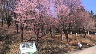 2014年4月23日　大林ふるさとの山　カタクリ群生地